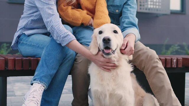 Close up view of the happy caucasian family of four sitting at the bench at the street and stocking their retriever dog while spending time at the fresh air