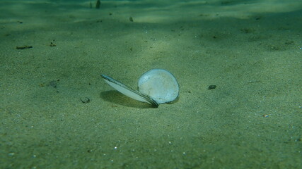 Seashell of bivalve mollusc Red tellin (Bosemprella incarnata) on sea bottom, undersea, Aegean Sea, Greece, Halkidiki  © Alexey