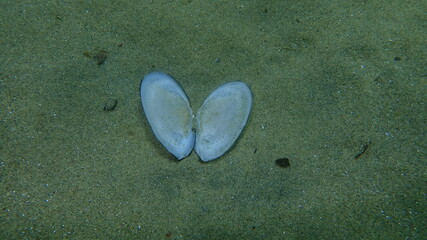 Seashell of bivalve mollusc Red tellin (Bosemprella incarnata) on sea bottom, undersea, Aegean Sea, Greece, Halkidiki  © Alexey