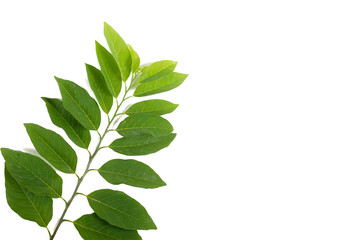 Annona leaves on a white background. closeup photo, blurred.,Green leaves tropical rainforest foliage plant isolated on white background, clipping path included.