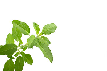 Holy Basil,Ocimum sanctum isolate on white background
