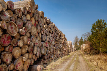 Gestapelte St&auml;mme von geschlagenem Holz