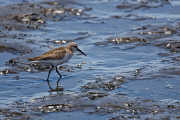 Sichelstrandl&auml;ufer