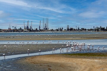 Fototapeta premium Flamingos in Walfishbay
