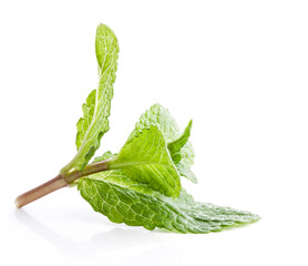 Fresh mint isolated on a white background