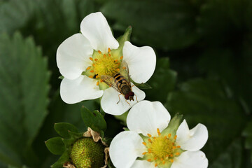 hoverfly on strawberry flower