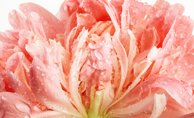 beautiful pink peony flower, background