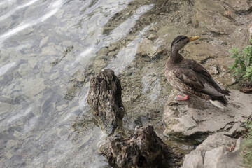 wild goose on rock in lake