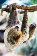 【縦位置】フタユビナマケモノ © yu_photo