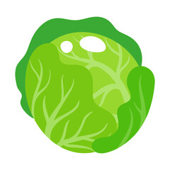 Vector cartoon fresh cabbage vegetable.