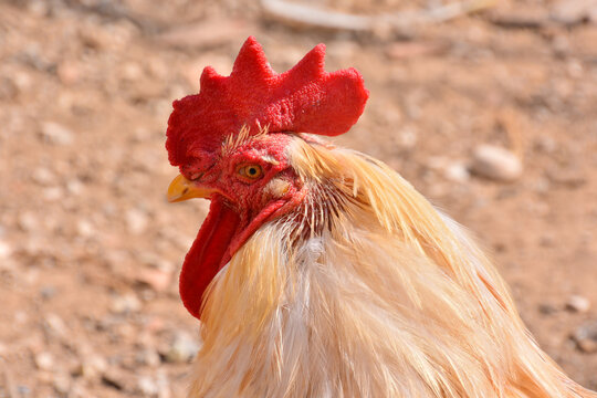 Italian Chicken Animal Bird