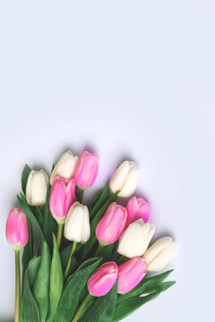 Pink And White Tulips On White Background And Copy Space.