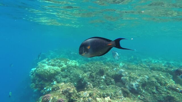 Surgeon Fish in the Red Sea Coral Reef Pursues Diver from His Area and Feeding Seaweeds. Coral Fish Close Up While Snorkeling in Turists Area