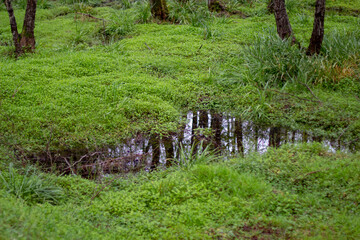 puddle in grass in forest winter 