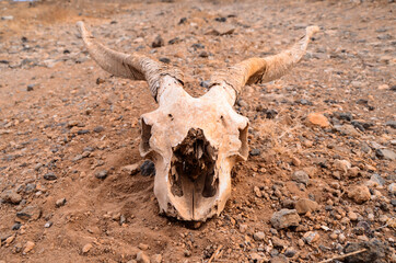Dry Goat Skull