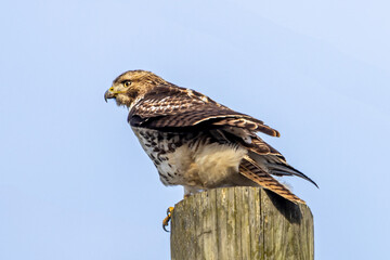 Red Tailed