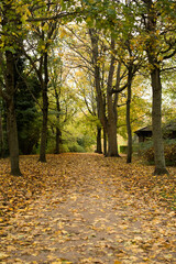alley in the autumn park 