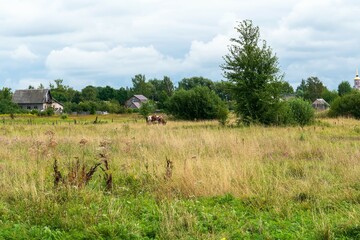 Fototapeta na wymiar Russia, Staraya Russa, August 2021. Rural landscape with a cow on the field on a summer day.