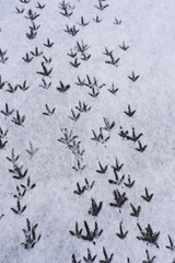 Obraz premium Red grouse bird footprints in the snow