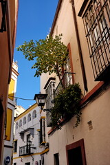 Arbre poussant sur un balcon dans une ruelle de Séville. Espagne.