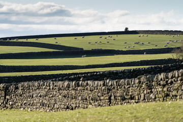 Fototapeta na wymiar Dry stone wall fields in the Yorkshire Dales with sheep