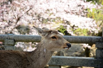 Japanese deer in Nara park with cherry blossom