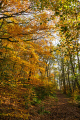 autumn in the forest