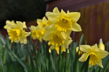 Close up view of daffodil flowers in a garden in spring
