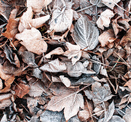 leaves on the ground