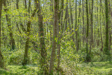 Fototapeta na wymiar green forest in spring morning