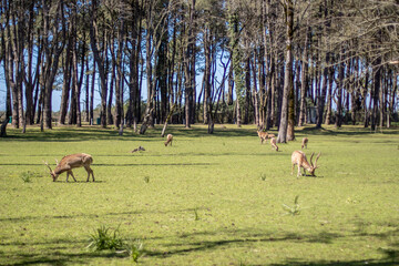 deer in open field near the woods