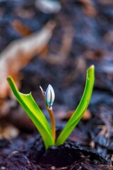 spring in the spring