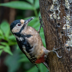 Great spotted Woodpecker perched on a tree