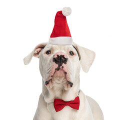cute american bulldog puppy with christmas hat and bowtie looking up