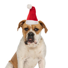 precious american bully puppy wearing christmas hat