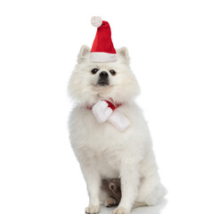 adorable pomeranian dog wearing christmas hat and scarf