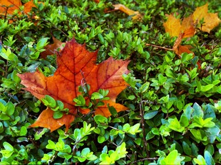 autumn leaves background