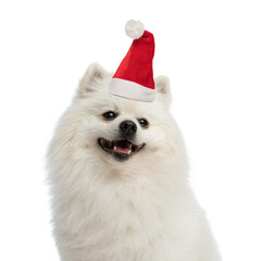 beautiful white pomeranian dog wearing christmas hat and looking to side