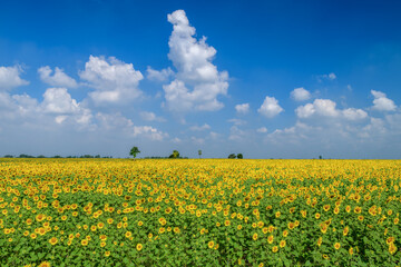 Fototapeta premium Beautiful sunflower flower blooming in sunflowers field with blue sky and white cloudy