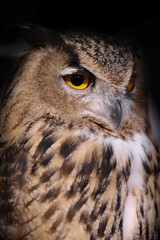 Eagle brown owl (BUBO BUBO). Shallow depth of field
