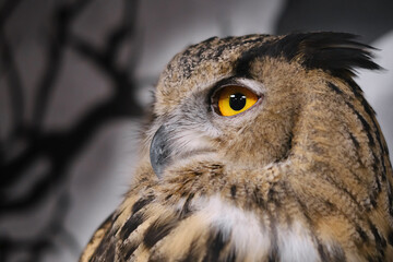Eagle brown owl (BUBO BUBO). Shallow depth of field