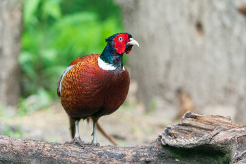 The common pheasant (Phasianus colchicus)