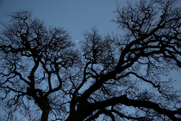 silhouette of old oak tree at night with moon