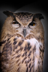 Waking up or winking Eagle brown owl (BUBO BUBO). Shallow depth of field.