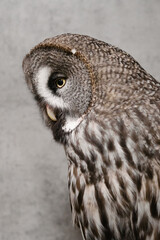 Eagle owl (Strix Nebulosa). Shallow depth of field