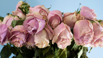 Many buds of dried pink roses on a blue background close-up