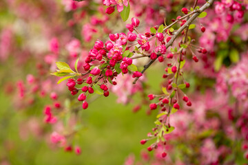 A branch of crab apple tree (wild apple, Malus genus) with red flowers against an autofocus green background