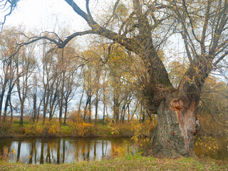 Autumn landscape beautiful colored trees over the river