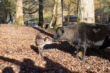 Mutterkuh mit Kalb