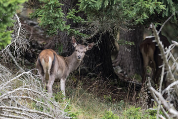 Deer female on alert goes back in the forest (Cervus elaphus)